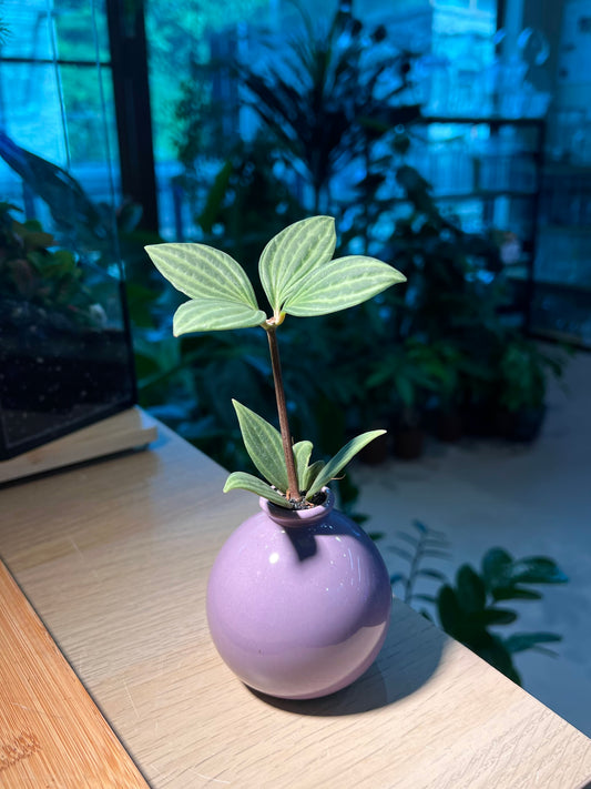 Peperomia in Purple Ceramic Pot