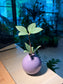 Peperomia in Purple Ceramic Pot