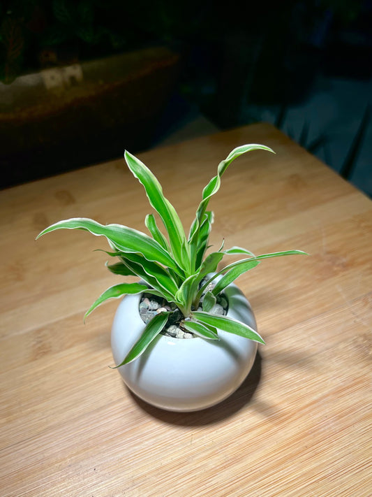 Chlorophytum (Spider Plant) in Small Round Ceramic Pot