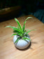 Chlorophytum (Spider Plant) in Small Round Ceramic Pot