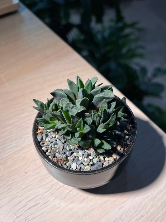 Haworthia Retusa in Matt Black Ceramic Pot