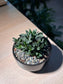 Haworthia Retusa in Matt Black Ceramic Pot