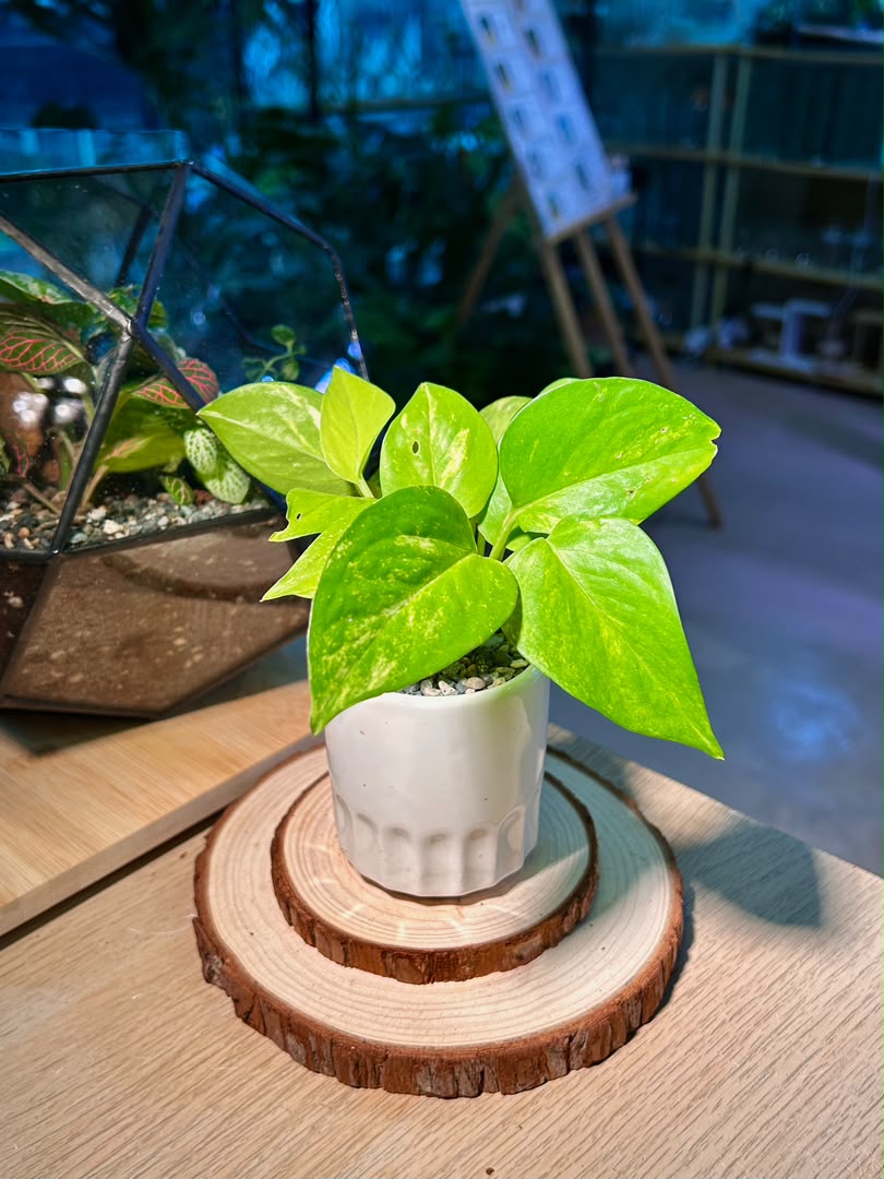 Golden Pothos (黄金葛) Epipremnum Aureum in Geometric Ceramic Pot