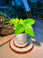 Golden Pothos (黄金葛) Epipremnum Aureum in Geometric Ceramic Pot