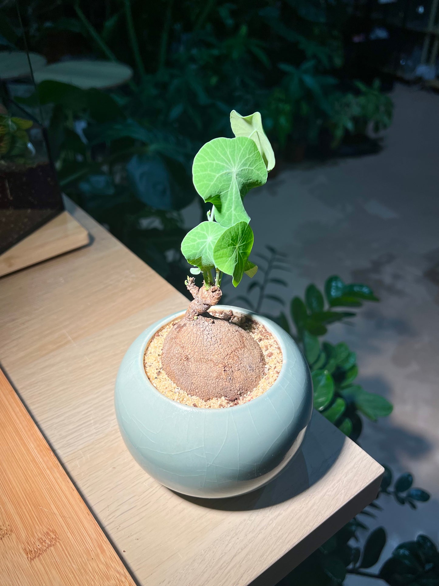 Stephania (山乌龟) in Sky Blue Ceramic Pot