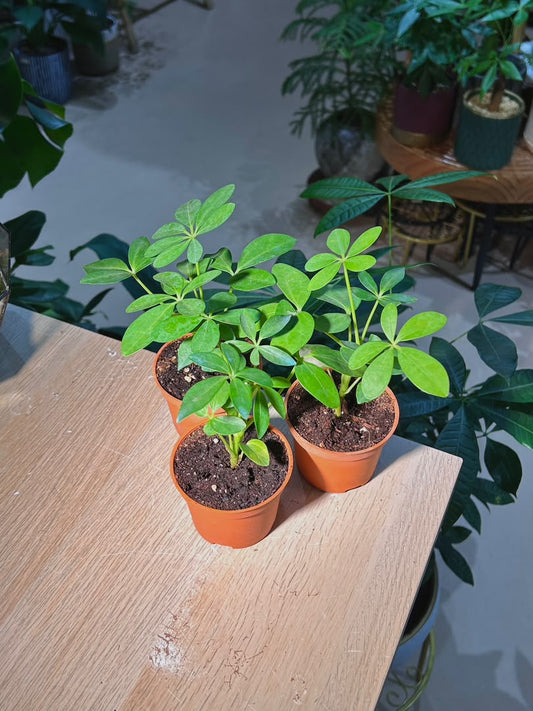 Dwarf Umbrella Tree (ιΈζζ¨οΌSchefflera Arboricola in Plastic Pot