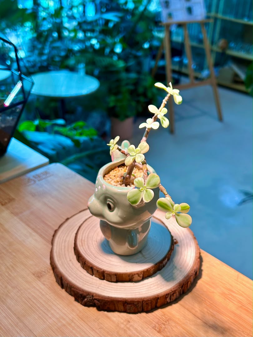 Variegated Elephant Bush (Succulent) in Cute Ceramic Deer Pot
