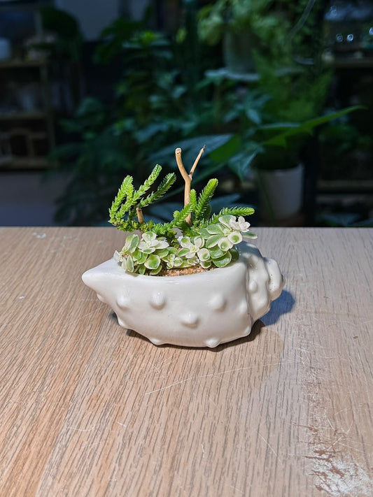 Watch Chain & Variegated Creeping Sedum (若绿 & 铺地锦竹草锦) Succulent in White Conch Pot