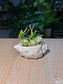 Watch Chain & Variegated Creeping Sedum (若绿 & 铺地锦竹草锦) Succulent in White Conch Pot