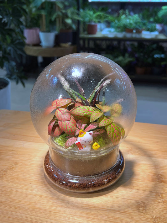 Fittonia & Fern with Moss Arrangement in Clear Dome Glass Terrarium