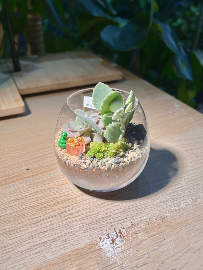 Succulent Arrangement Terrarium (多肉植物) in Crystal Glass