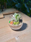 Succulent Arrangement Terrarium (多肉植物) in Crystal Glass
