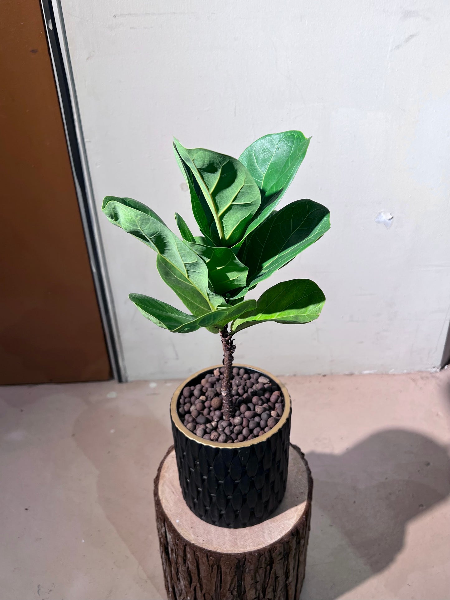 Ficus Lyrata (琴叶榕) in Black Pattern Designed Pot
