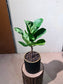 Ficus Lyrata (琴叶榕) in Black Pattern Designed Pot