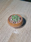 Cactus (仙人掌) Mammillaria Gracilis in Amber Brown Crackle Glazed Ceramic Pot
