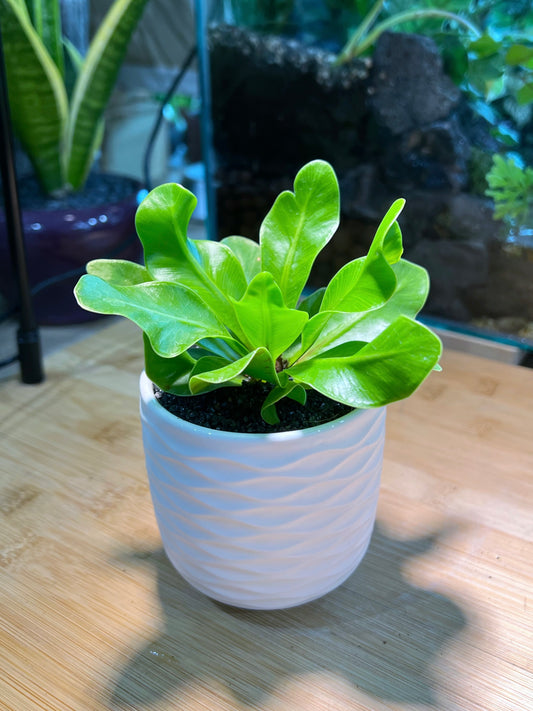Bird Nest Fern in White Pattern Style Ceramic Pot