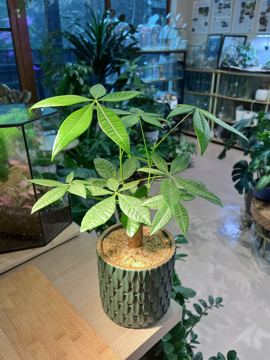 Pachira (发财树) in Green Ceramic Pot