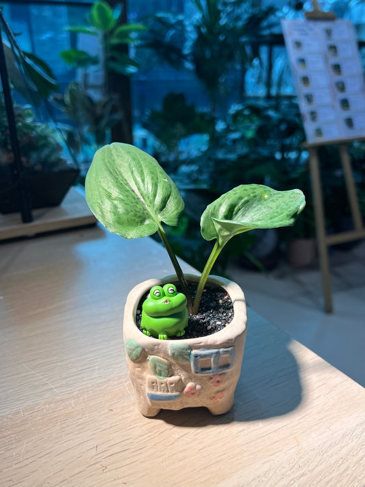 Drimiopsis Maculata (青蛙王子) in Matt Textured Claypot