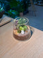 Succulent Terrarium in Fuji Glass