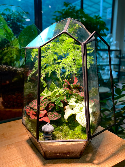 Fittonia & Asparagus Fern with Moss Arrangement in Black Polygonal Tall Glass with Lid (M)