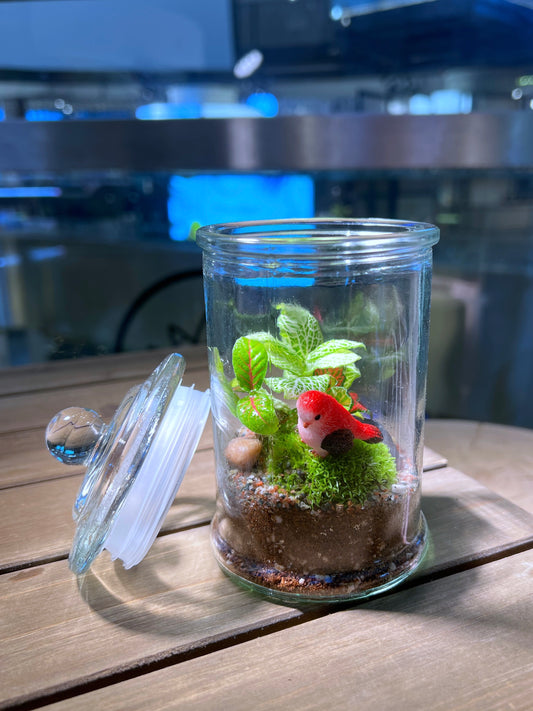 Fittonia with Moss Arrangement in Terrarium Jar