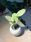Syngonium (合果芋) in Triangular Base Ceramic Pot