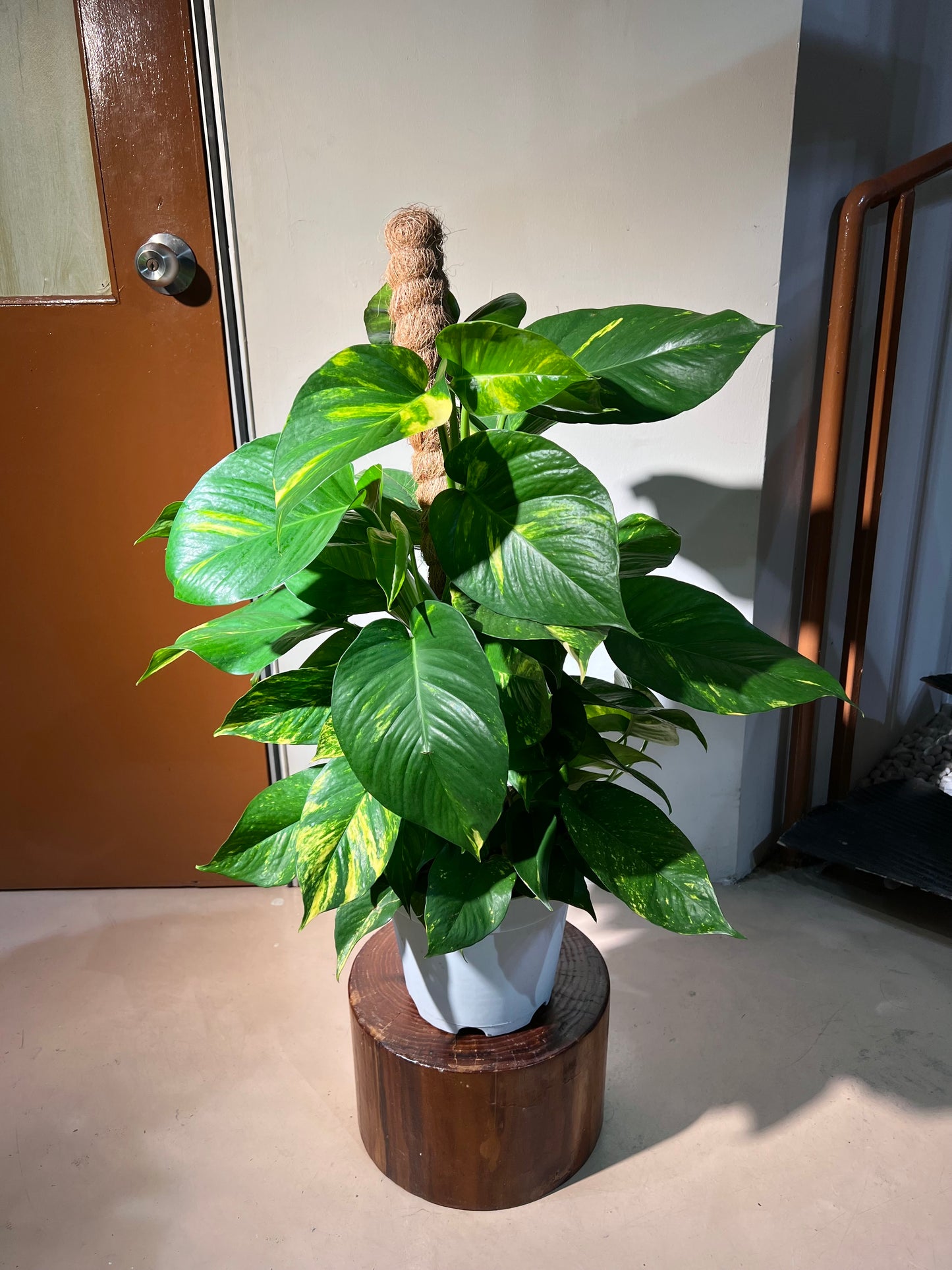 Golden Pothos (Epipremnum Aureum) in White Ceramic Pot