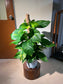 Golden Pothos (Epipremnum Aureum) in White Ceramic Pot