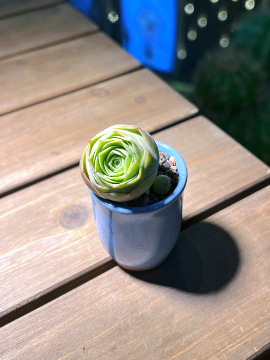 Mountain Rose in Sea Blue Ceramic Pot