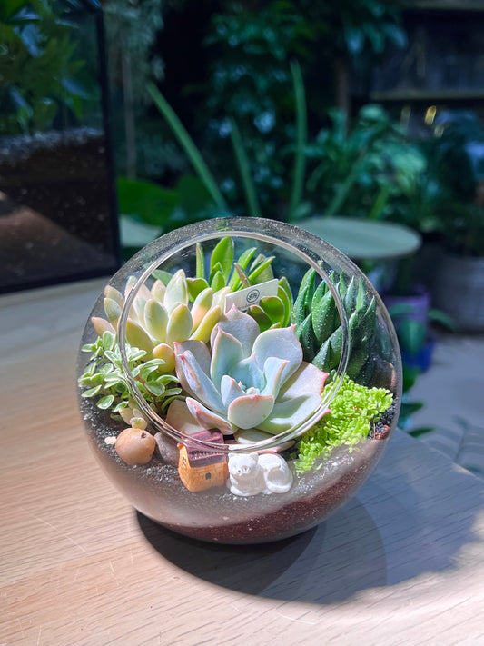 Succulent Arrangement in Round Glass Terrarium (L)