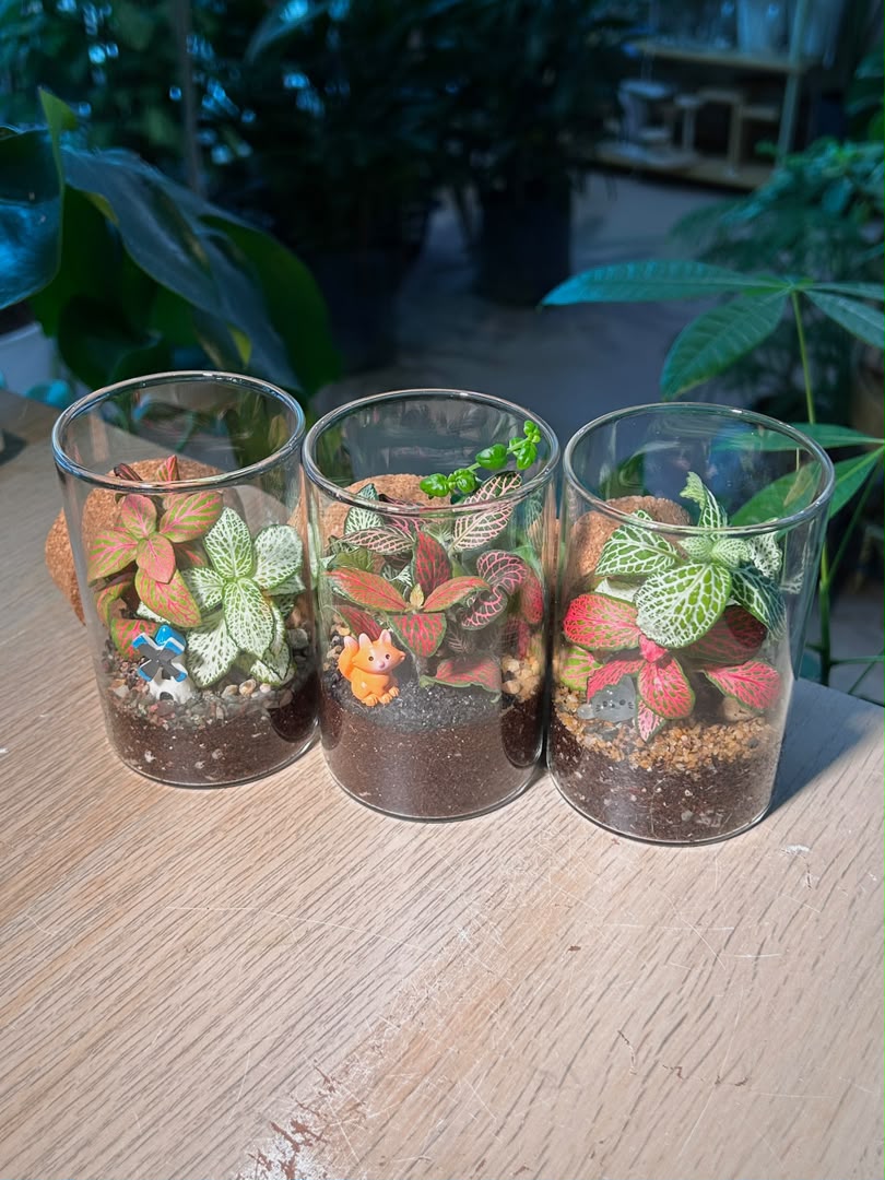 Door Gift - Indoor Plant Terrarium (网纹草) Fittonia in Cylindrical Glass (L) with Cork Lid (10pcs/set)