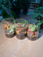 Door Gift - Indoor Plant Terrarium (网纹草) Fittonia in Cylindrical Glass (L) with Cork Lid (10pcs/set)