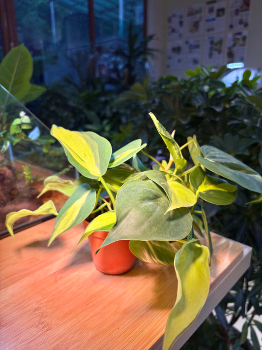 Philodendron Cordatum in Plastic Pot