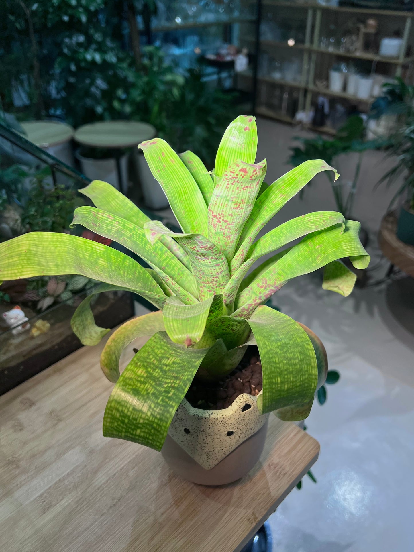 CNY Theme - Bromeliad in Fox Ceramic Pot