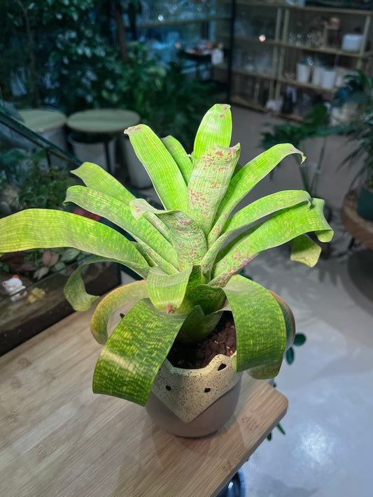 CNY Theme - Bromeliad in Fox Ceramic Pot