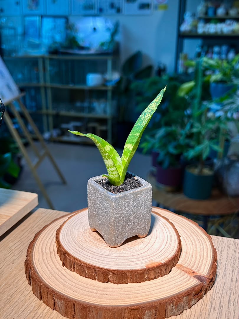 Snake Plant (虎尾兰) Dracaena Trifasciata in Square Textured Matte Ceramic Pot