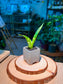 Snake Plant (虎尾兰) Dracaena Trifasciata in Square Textured Matte Ceramic Pot