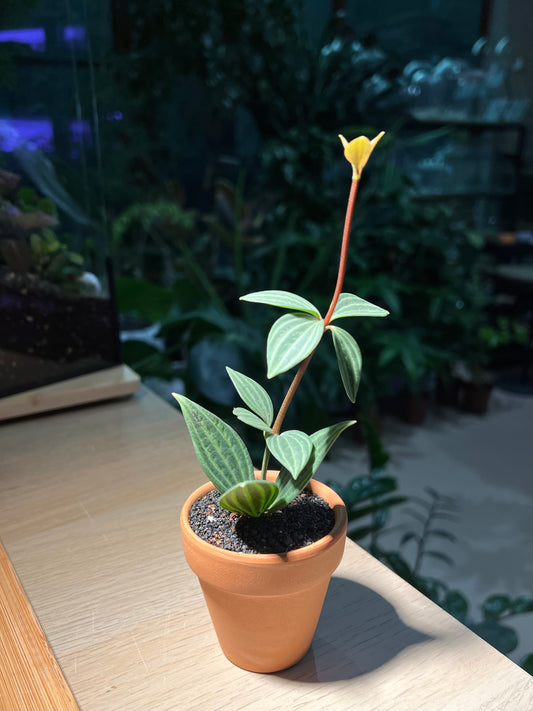 Peperomia Puteolata in Terracotta Pot