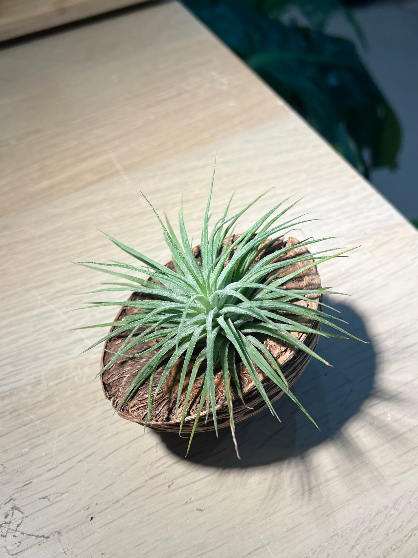 Airplant (空气凤梨) in The Nest Pot