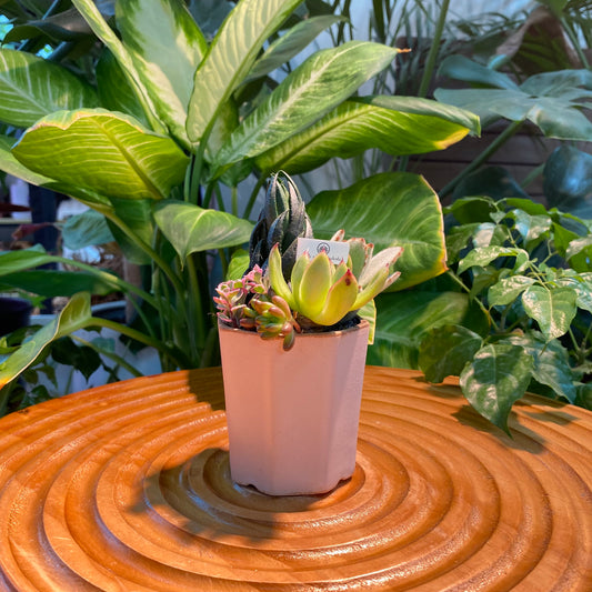 Succulent Arrangement in Tall Light Grey Ceramic Designer Pot