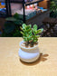 Jade Plant in White Ceramic Pot