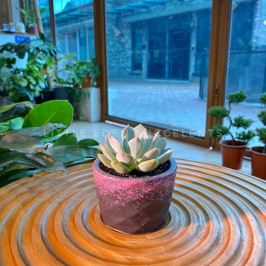 Echeveria Collection in Black Ceramic Designer Pot