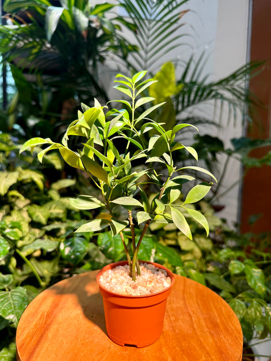 Podocarpus Nagi in Plastic Pot