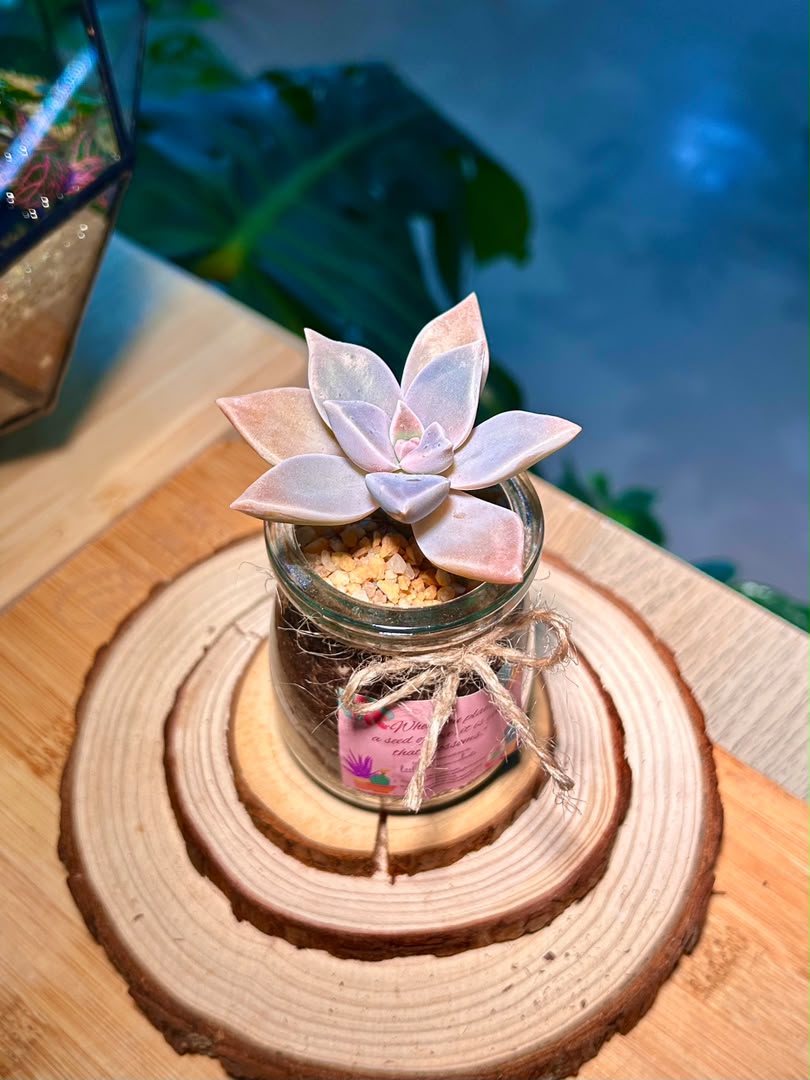 Ghost Plant (Succulent) in a Pudding Jar