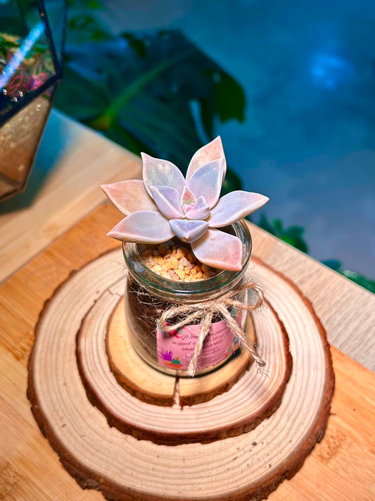 Ghost Plant (Succulent) in a Pudding Jar