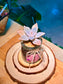 Ghost Plant (Succulent) in a Pudding Jar