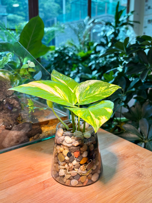 Epipremnum Aureum in Fuji Water Based Glass