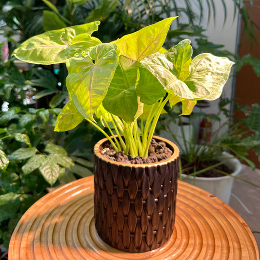 Syngonium in Black Designer Pot