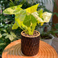 Syngonium in Black Designer Pot