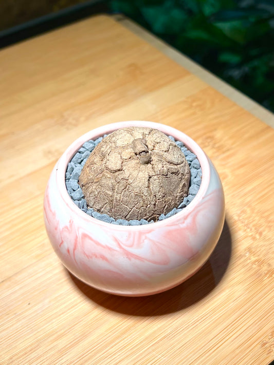 Stephania in Marble Ceramic Pot